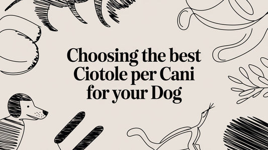 Choosing the Best Ciotole per Cani for Your Dog's Wellness